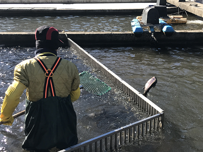 180309_fish 3_in.jpg